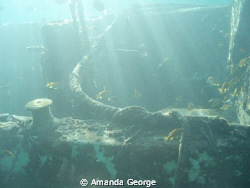 My very first wreck pic. Very shallow small vessel wreck.... by Amanda George 